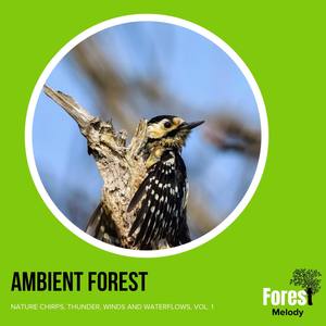 Ambient Forest - Nature Chirps, Thunder, Winds and Waterflows, Vol. 1