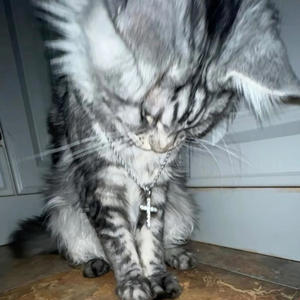 ilycora - decay (Explicit)