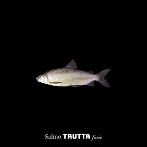 Salmo TRUTTA fario