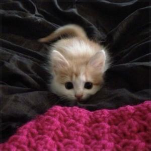 another love song (Explicit)