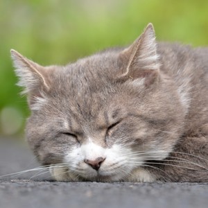 ネコと私のモノローグ (Explicit)