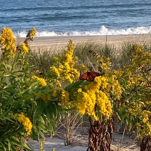 Light the Meadows with Jingle Bells