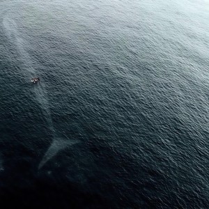 Blue whale