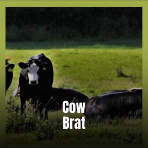 Cow Brat