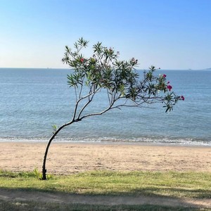 预谋