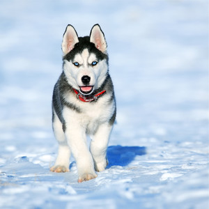 Music for Relaxation