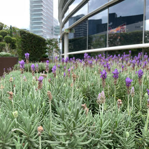 Freestyle de Media Noche