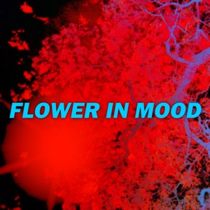 Flower in Mood