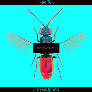 Chrysis Ignita