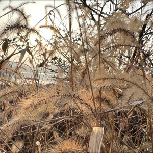 东方巴黎的忧伤