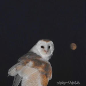 the skeletons that sung until their final moments (feat. Zoe Beaufay)