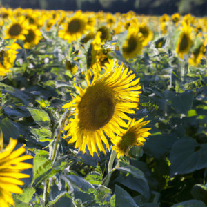 Gala bunga matahari (Explicit)