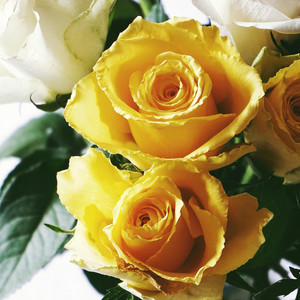 Yellow Roses