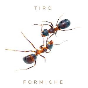 Formiche