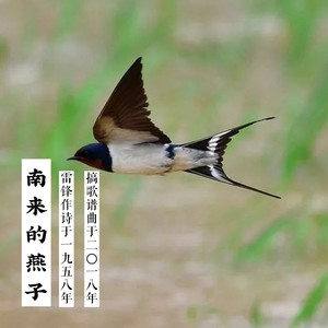 南来的燕子啊