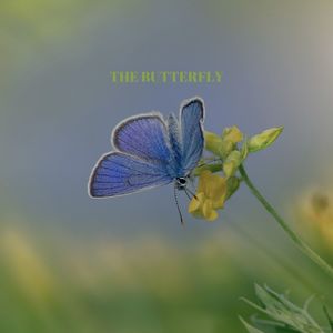 The butterfly