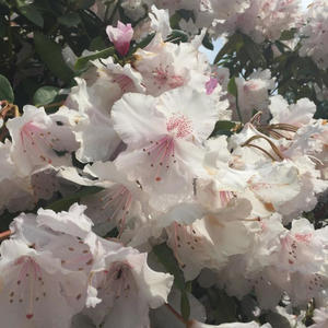 Relapsing (feat. SwayTooReal) (Explicit)