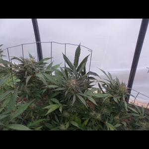 Game Sowed Up (Explicit)