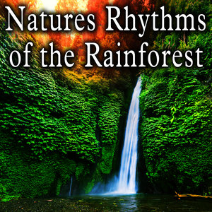 Natures Rhythms of the Rainforest