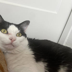 Playing Synthesizers For My Cats