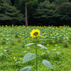 Il tuo girasole