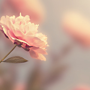 Rosa Que Linda Eres (Remix)