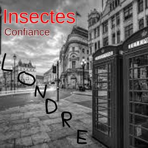 insectes