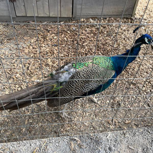 jumpin out (Explicit)