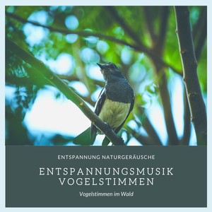 Entspannungsmusik Vogelstimmen – Entspannung Naturgeräusche, Vogelstimmen im Wald