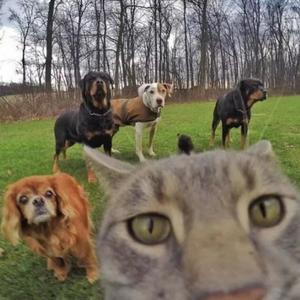 All the dogs/cats are same