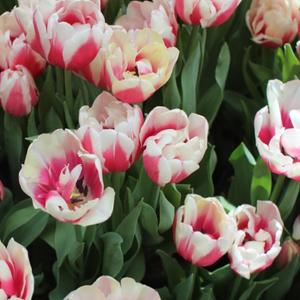 drug f3inz (Explicit)