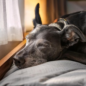 Pistas De Mascotas Felices