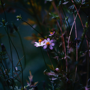 Light And Darkness N°3