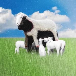 Advent (feat. Megan Joy)