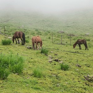 家在伊犁河伴奏 (伴奏)