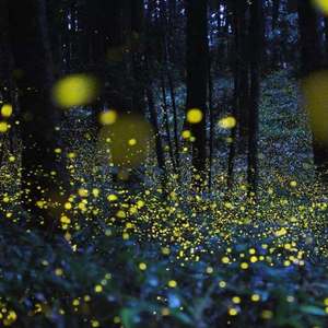 Fireflies （萤火虫）