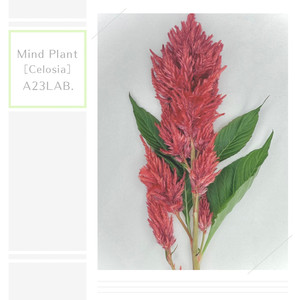 Mind Plant［Celosia］