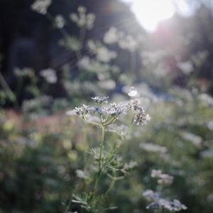 思夏 Doomed summer