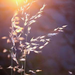 Wildflower-Gray North&Michael Graff&Benjamin Tatlow