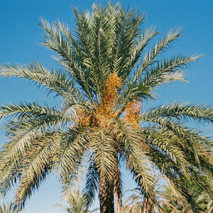 Rising Sun (Vocal Mix)