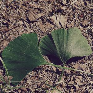 Leaves (Shadow)