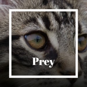 Prey