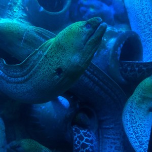 挪威海怪 (Prod by wondaboi)