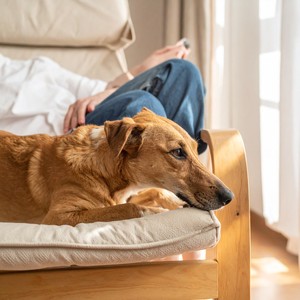 Música Lofi Para Dormir Perros