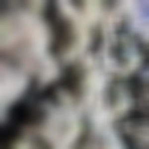 Lil dude (feat. Madmatt) (Explicit)