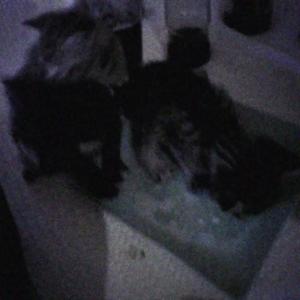 Pequena Lágrima (Explicit)