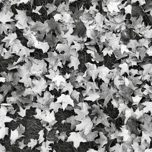 Autumn Song (voice memo) (ukulele version)