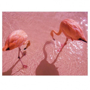 Blue Flamingo