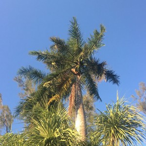 Máax Tyaan Te’ Sakbejo’ (Versión karaoke|Instrumental)