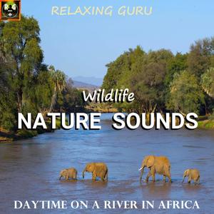 Wildlife Nature Sounds: Daytime on a River in Africa